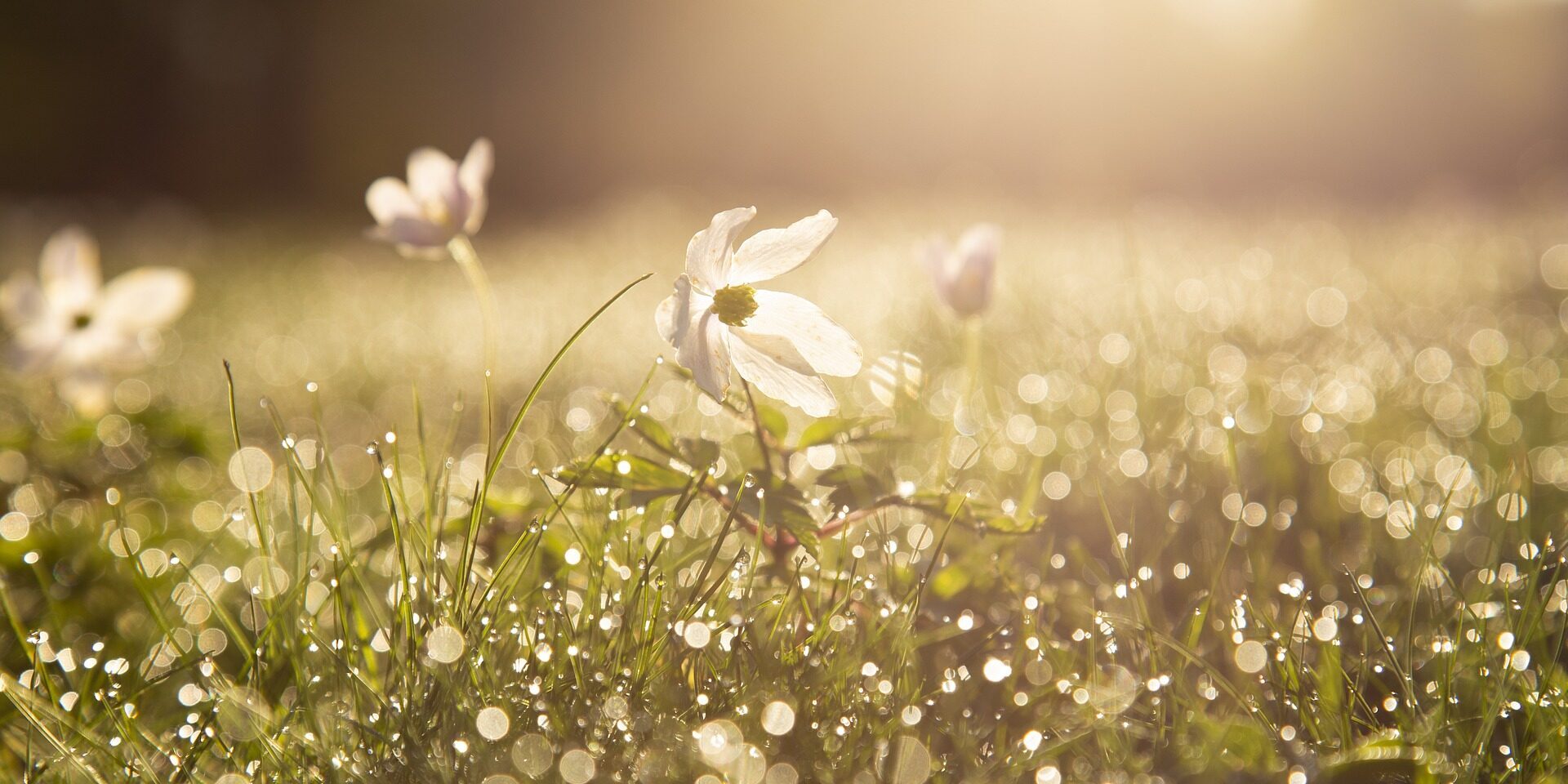 spring budget spring budget